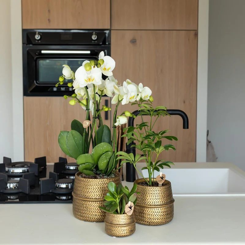 Übertopf „Groove“ -Blumentopf – Goldener dekorativer Keramiktopf – Topfgröße – Ø12 cm