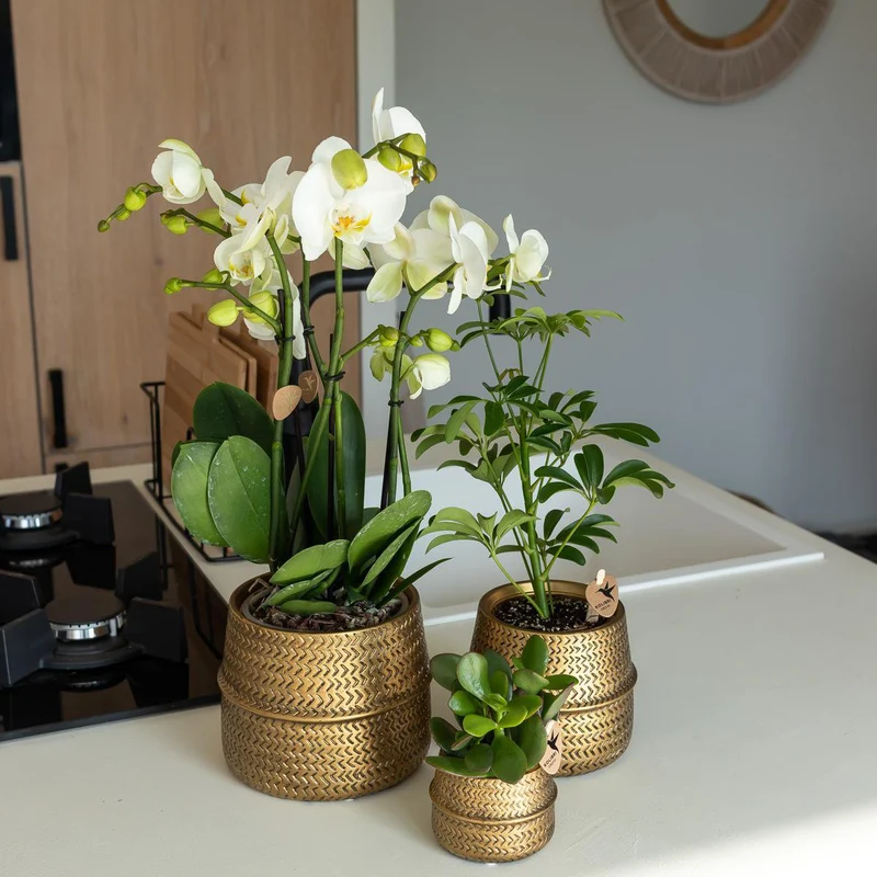 Übertopf „Groove“ -Blumentopf – Goldener dekorativer Keramiktopf – Topfgröße – Ø12 cm
