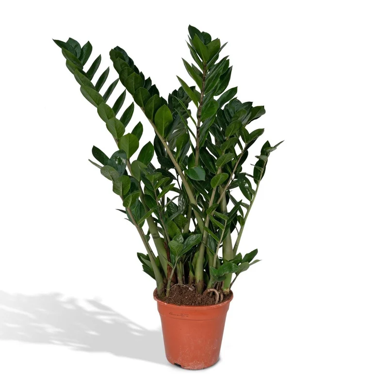 Zamioculcas Zamiifolia - Smaragdpalme - Ø21cm - ↕80cm