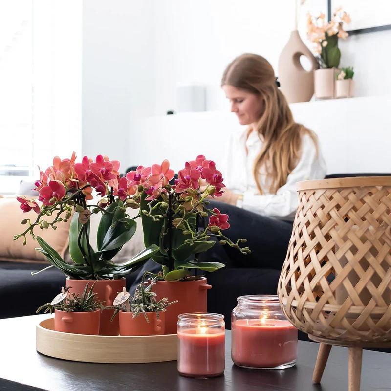 Deal von 2 roten Phalaenopsis -Orchideen - Kongo - Potmate Ø9cm -Firming -Raumpflanze - frisch vom Züchter