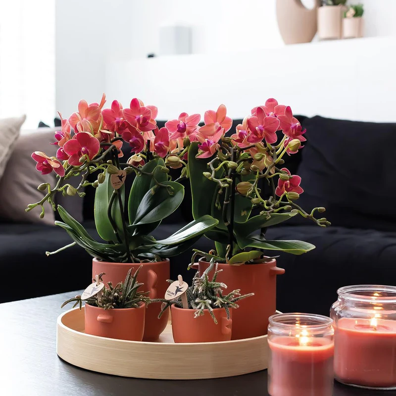 Deal von 2 roten Phalaenopsis -Orchideen - Kongo - Potmate Ø9cm -Firming -Raumpflanze - frisch vom Züchter