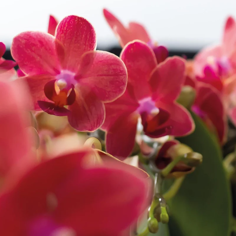 Deal von 2 roten Phalaenopsis -Orchideen - Kongo - Potmate Ø9cm -Firming -Raumpflanze - frisch vom Züchter