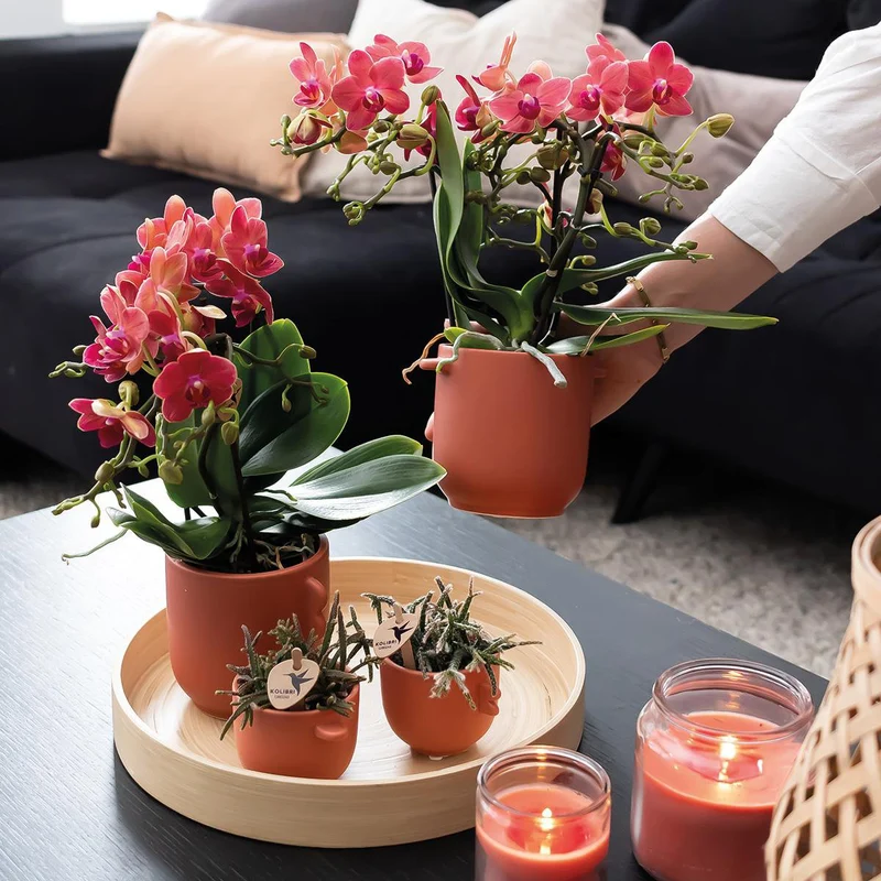 Deal von 2 roten Phalaenopsis -Orchideen - Kongo - Potmate Ø9cm -Firming -Raumpflanze - frisch vom Züchter