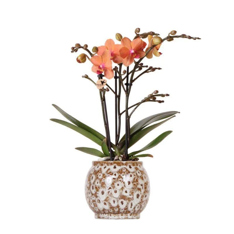 Orangefarbene Phalaenopsis-Orchidee - Mineral Bolzano + Safari-Topf - Topfgröße Ø9cm | blühende Zimmerpflanze – frisch vom Züchter