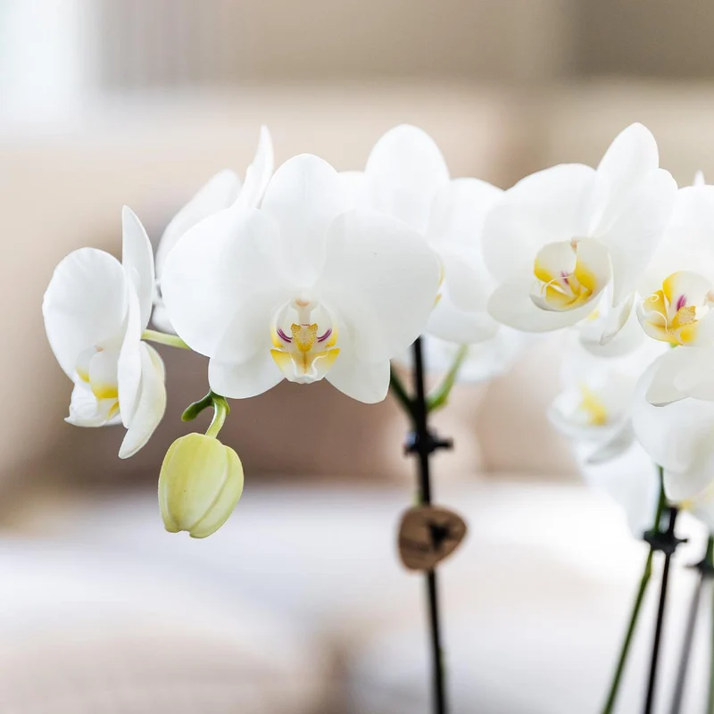 Deal Orchideen – Überraschungsbox-Mix – Pflanzen-Rabattbox – Überraschungsbox mit 4 verschiedenen Orchideen 12 cm – frisch vom Züchter