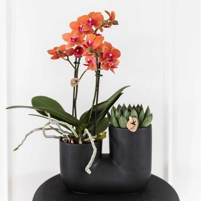 Set aus orangefarbener Orchidee Bolzano und Sukkulente im Röhren-Ziertopf schwarz - Topfgröße Ø9cm | blühende Zimmerpflanze – frisch vom Züchter
