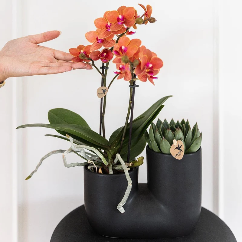 Set aus orangefarbener Orchidee Bolzano und Sukkulente im Röhren-Ziertopf schwarz - Topfgröße Ø9cm | blühende Zimmerpflanze – frisch vom Züchter