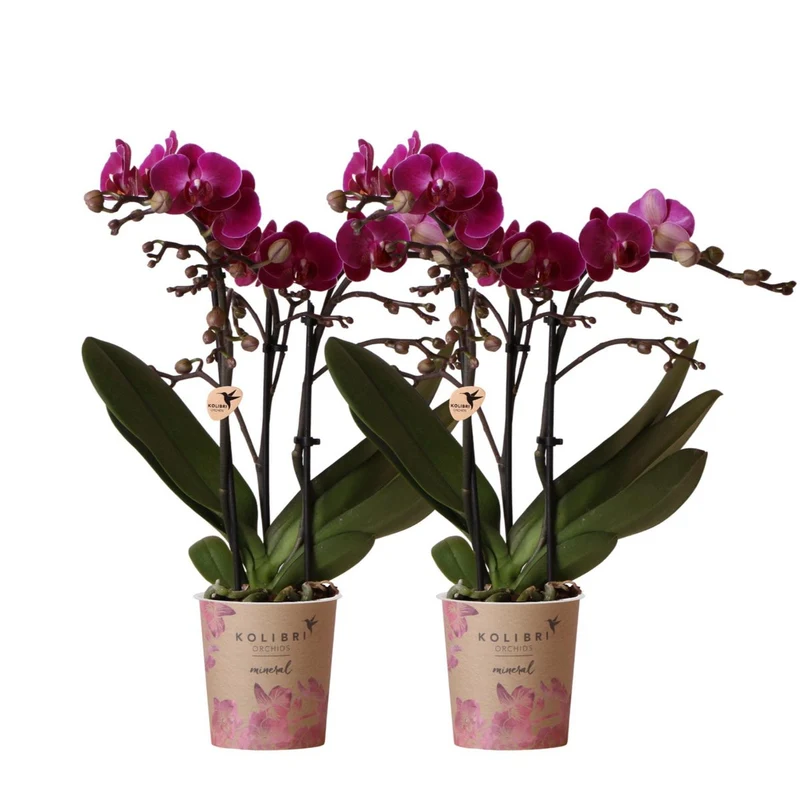 Deal von 2 lila Polaropsis -Orchideen - Morelia - Potmate Ø9cm | -Anlaboranlage - frisch vom Züchter aus