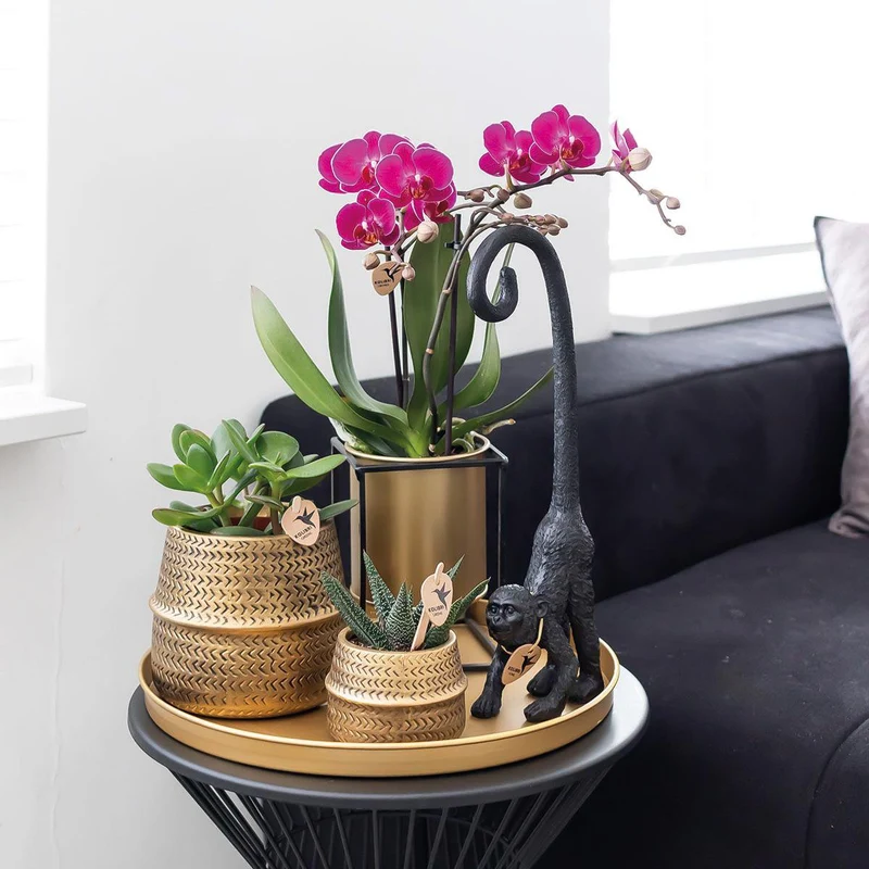Deal von 2 lila Polaropsis -Orchideen - Morelia - Potmate Ø9cm | -Anlaboranlage - frisch vom Züchter aus
