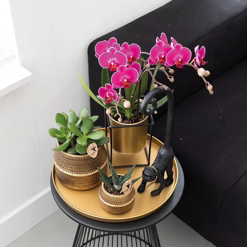 Deal von 2 lila Polaropsis -Orchideen - Morelia - Potmate Ø9cm | -Anlaboranlage - frisch vom Züchter aus