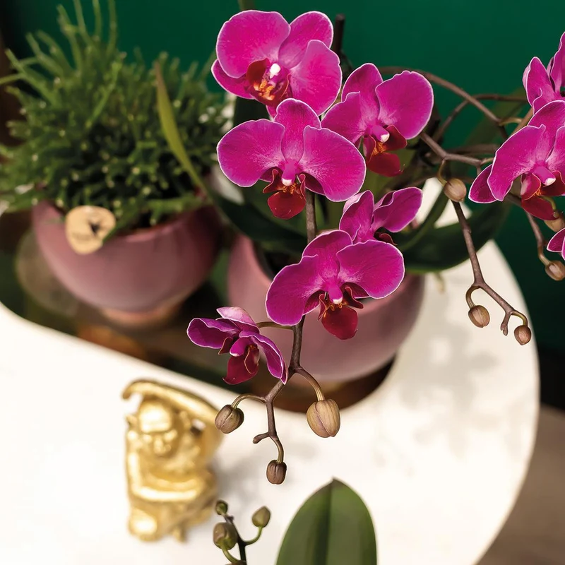 Deal von 2 lila Polaropsis -Orchideen - Morelia - Potmate Ø9cm | -Anlaboranlage - frisch vom Züchter aus