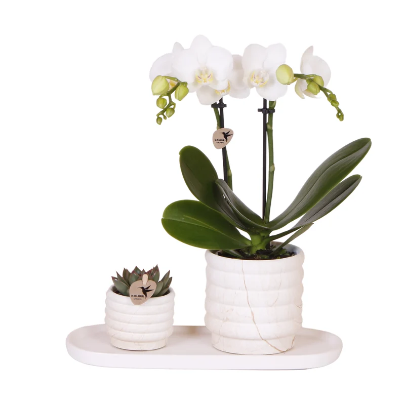 Pflanzenset Slow Living klein | Weiße Phalaenopsis-Orchidee und Sukkulente inkl. dekorativer Keramiktöpfe auf weißem Bio-Tablett