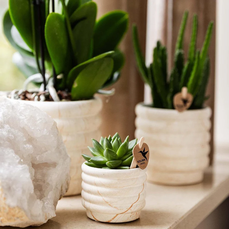 Pflanzenset Slow Living klein | Weiße Phalaenopsis-Orchidee und Sukkulente inkl. dekorativer Keramiktöpfe auf weißem Bio-Tablett