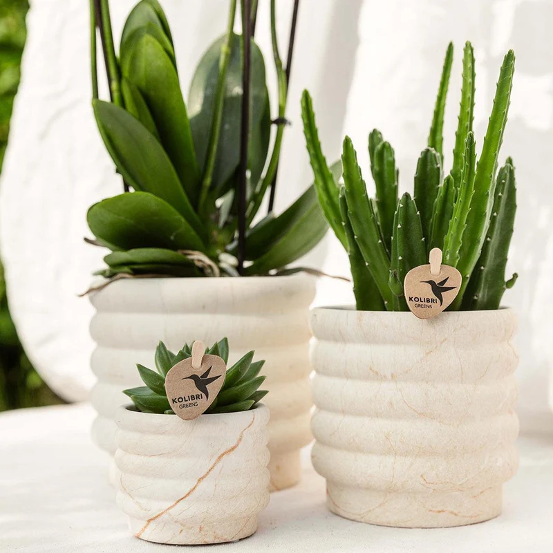 Pflanzenset Slow Living klein | Weiße Phalaenopsis-Orchidee und Sukkulente inkl. dekorativer Keramiktöpfe auf weißem Bio-Tablett