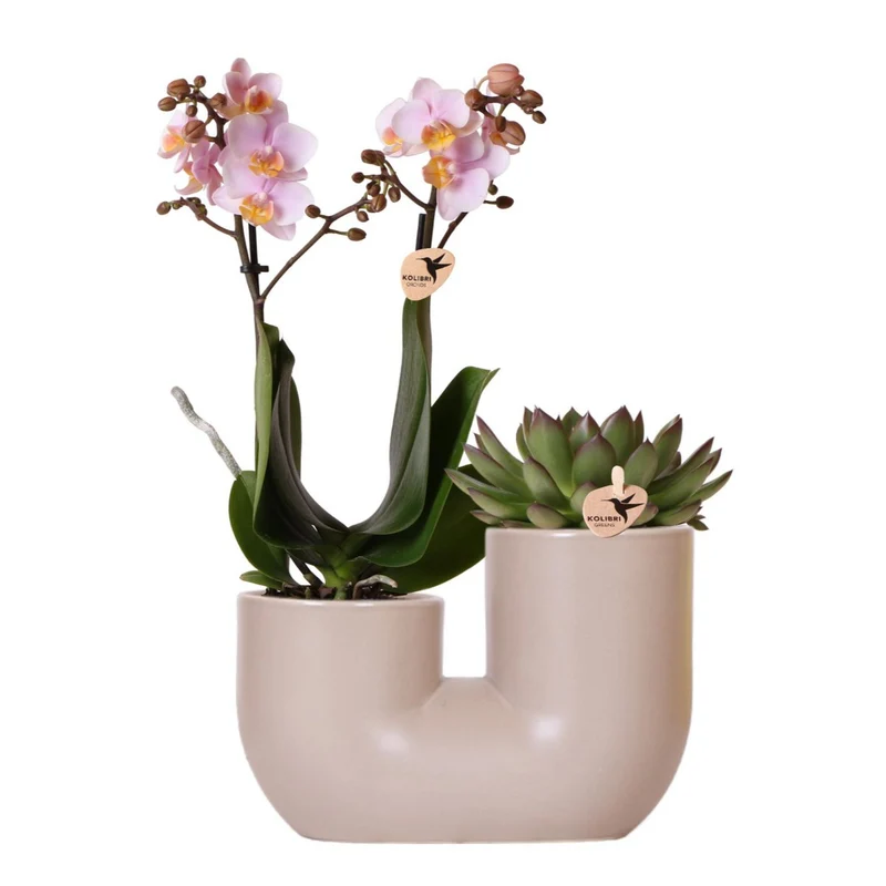 Set aus rosa Orchidee Andorra und Sukkulente im Röhren-Ziertopf Sand – Topfgröße Ø9cm | blühende Zimmerpflanze – frisch vom Züchter