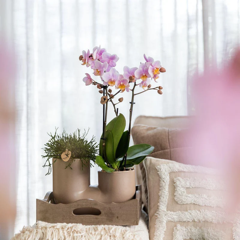 Set aus rosa Orchidee Andorra und Sukkulente im Röhren-Ziertopf Sand – Topfgröße Ø9cm | blühende Zimmerpflanze – frisch vom Züchter