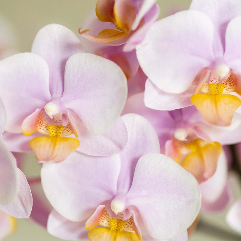 Pflanze Set Valentine 'Gradience Pink' | Pink Phalaenopsis Orchid Andorra und Sukkulente inkl