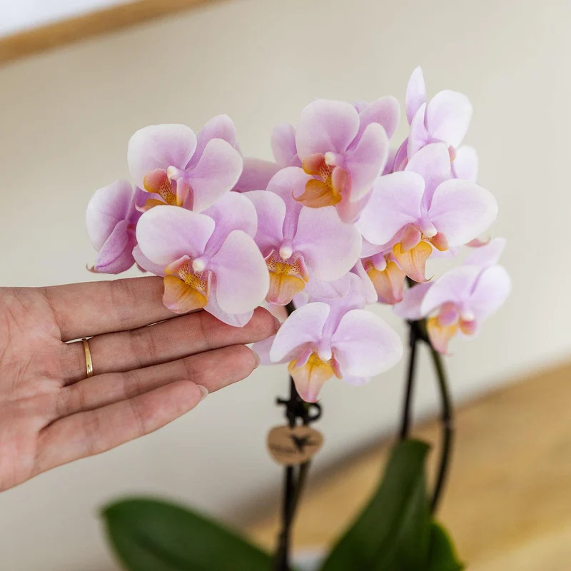 Pflanze Set Valentine 'Gradience Pink' | Pink Phalaenopsis Orchid Andorra und Sukkulente inkl