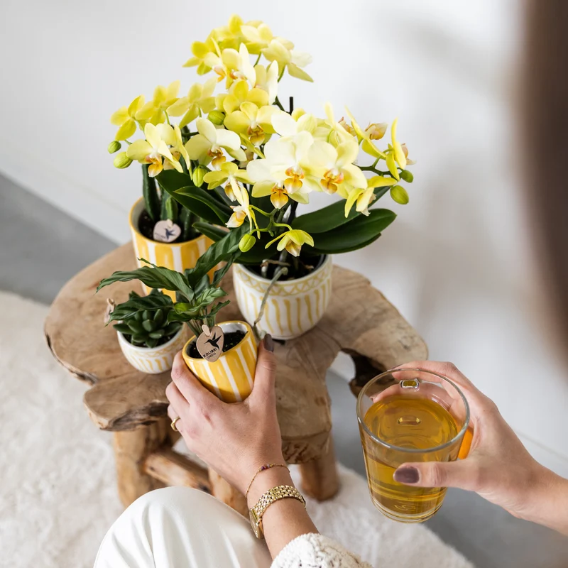 Set aus gelben Orchideen aus Mexiko und Sukkulenten in einem dekorativen Topf mit bemalten Streifen – Topfgröße Ø9 cm und Ø6 cm | blühende Zimmerpflanze – frisch vom Züchter