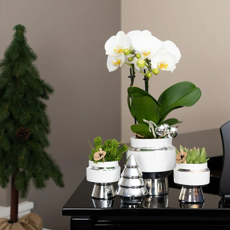 Le Chic Blumentopf – Weißer dekorativer Keramiktopf mit silbernen Details – Ø6 cm