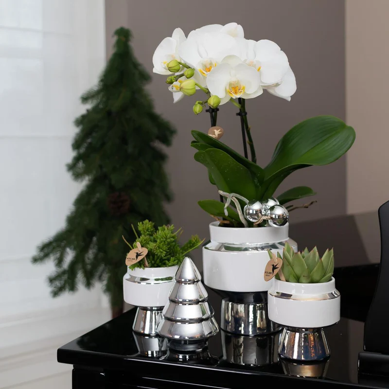 Le Chic Blumentopf – Weißer dekorativer Keramiktopf mit silbernen Details – Ø6 cm
