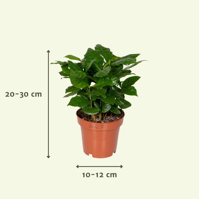 Überraschungsbox - 8 verschiedene Zimmerpflanzen - ø12cm - ↕10-25 cm