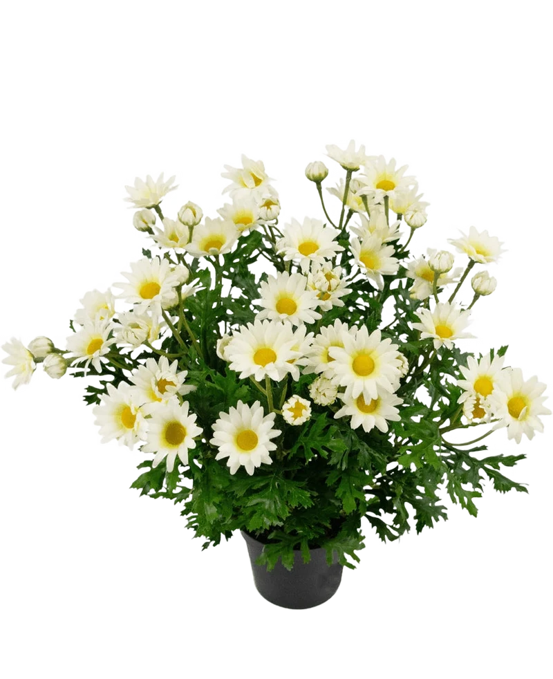 Künstliche Pflanze Gänseblümchen 31 cm