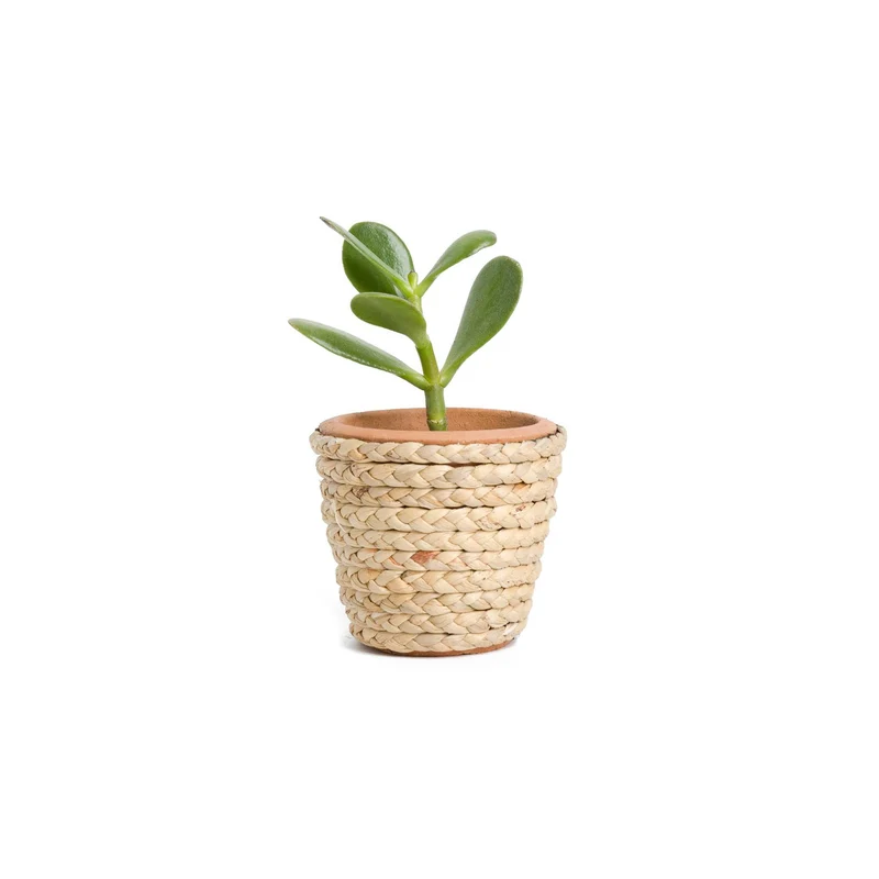Peperomia Caperata